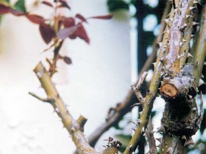 &Pi;&omega;&lambda;ή&sigma;&epsilon;&iota;&sigmaf; &sigma;&epsilon; &delta;ύ&sigma;&kappa;&omicron;&lambda;&epsilon;&sigmaf; &epsilon;&pi;&omicron;&chi;έ&sigmaf;